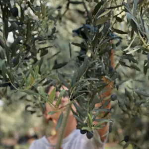 Olive 8